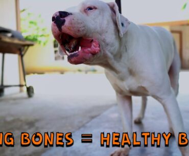 Dogo Argentino Eats RAW Food - Essential Supplements for Healthy Bones