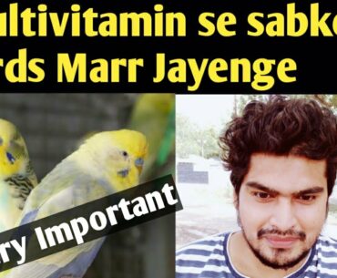 Antibiotic aur Multivitamin se Birds ke DIL GURDE phatt gye in Hindi Urdu