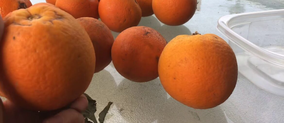 Hay gays this orange from my garden has nutrients in it Vitamin D