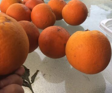 Hay gays this orange from my garden has nutrients in it Vitamin D