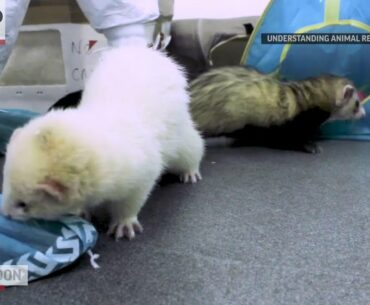 Ferrets offer needed clues in COVID-19 vaccine race