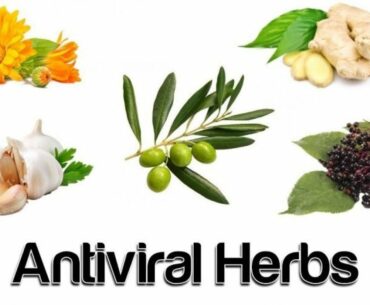 Herbal Antivirals in the Age of COVID19