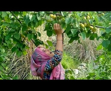 "Apricot" Rich source of Vitamin "A"|| Oshikhandass Gilgit, Gilgit-Baltistan