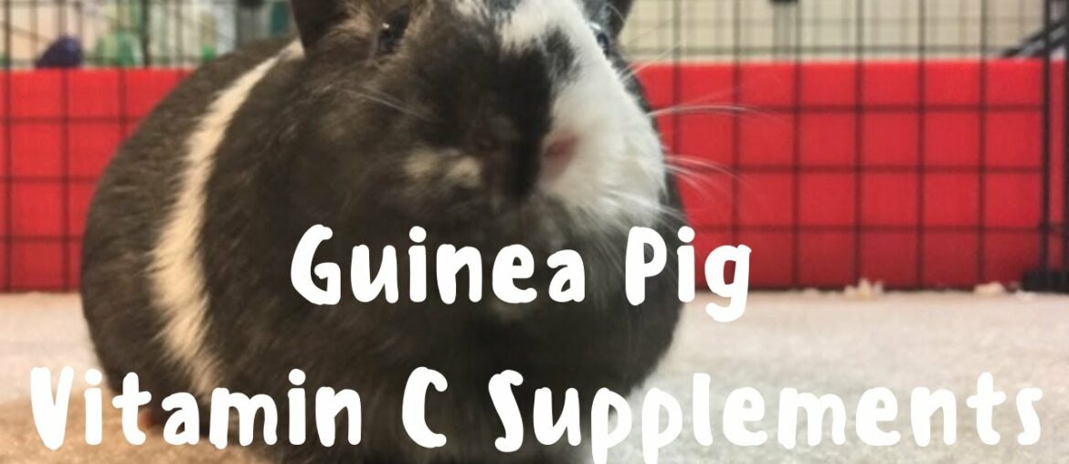 Guinea Pig Care | Vitamin C Supplements