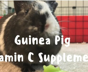 Guinea Pig Care | Vitamin C Supplements