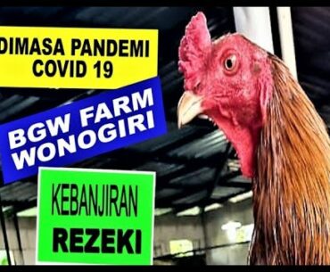 DIMASA PANDEMI COVID19 BGW FARM KEBANJIRAN ORDER ayamou tv