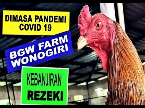 DIMASA PANDEMI COVID19 BGW FARM KEBANJIRAN ORDER ayamou tv