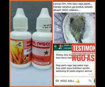 WA 085.879.835.356, WGO Vitamin Kenari