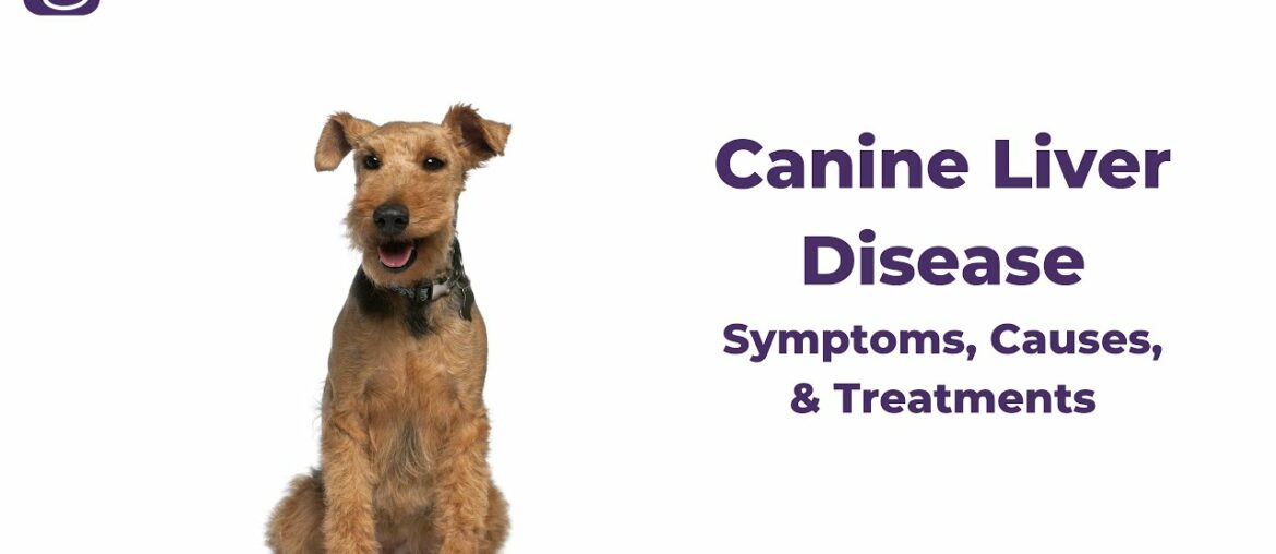 Canine Liver Disease | Symptoms, Causes, & Treatments | Dr. Bill's Pet Nutrition