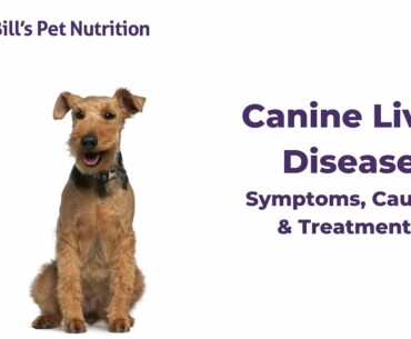 Canine Liver Disease | Symptoms, Causes, & Treatments | Dr. Bill's Pet Nutrition