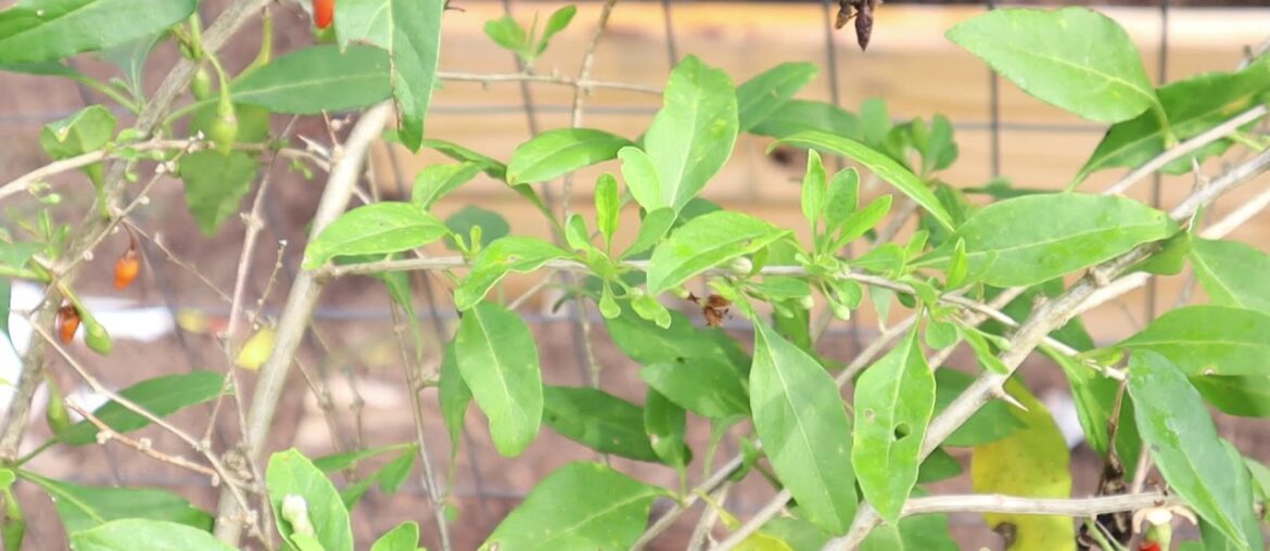 GOJIE BERRIES FULL OF VITAMIN C AND A LOTS OF BENEFITS //Mhaya Scott//