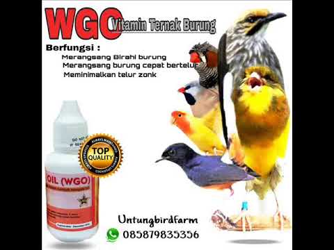 WA 085.879.835.356, WGO Vitamin Breeding Kenari, WGO Vitamin Untuk Kenari, WGO Vitamin Buat Kenari