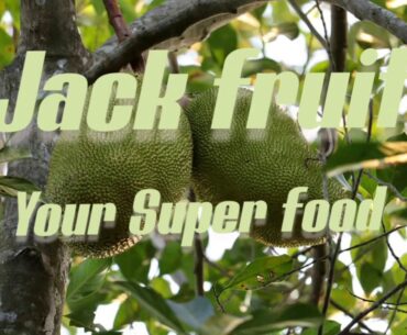 The Super food - Jack fruit, its nutrition and health benefits