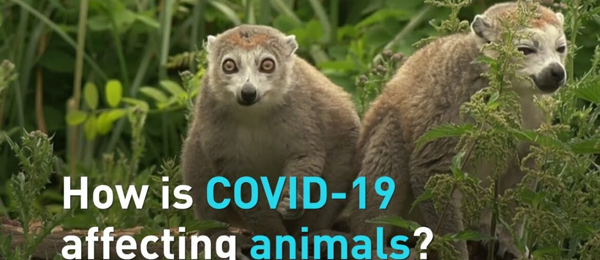 How is COVID-19 affecting animals?
