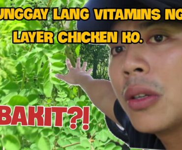 MORINGA |POULTRY | MALUNGGAY VITAMINS SUPPLEMENT FOR MY CHICKEN