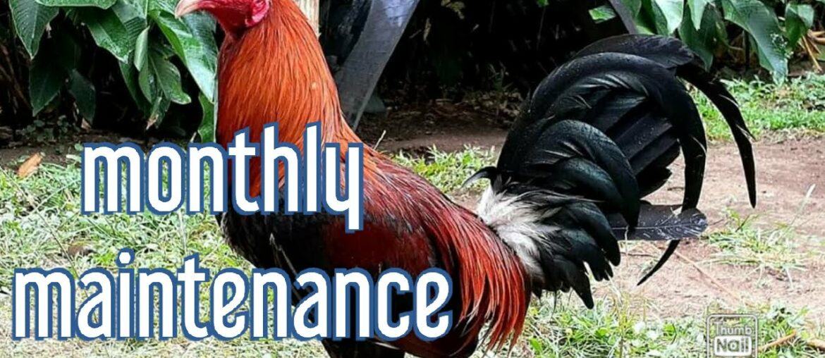 maintenance tips/vitamins supplements and medicine for gamefowl