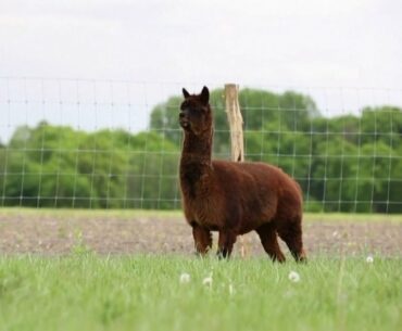 Is This Alpaca Humanity’s Best Hope? | Coronavirus News for June 10, 2020