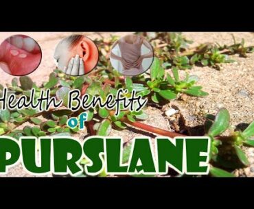 Edible Wild Plants | Many Nutrition and Health Benefits of Purslane | Gardening Tips