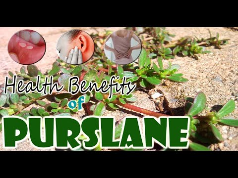 Edible Wild Plants | Many Nutrition and Health Benefits of Purslane | Gardening Tips