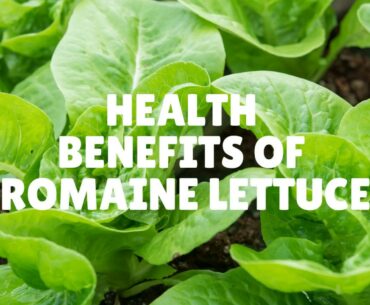 Health Benefits and Nutrition Facts Of Romaine Lettuce - Vitamins, Calcium, Iron, Protein and more.