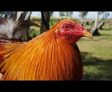 5 TIPS TO MAXIMIZE VITAMINS FOR ROOSTERS