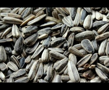 Foods That Boost the Immune System _ Sunflower seeds benefits