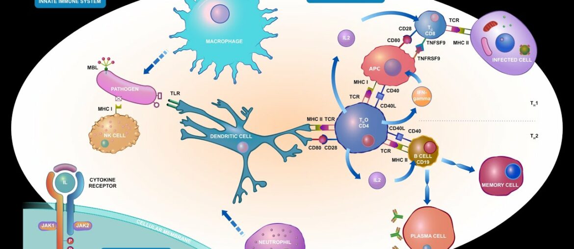 COVID 19 IMMUNITY:How does the body respond to the coronavirus?