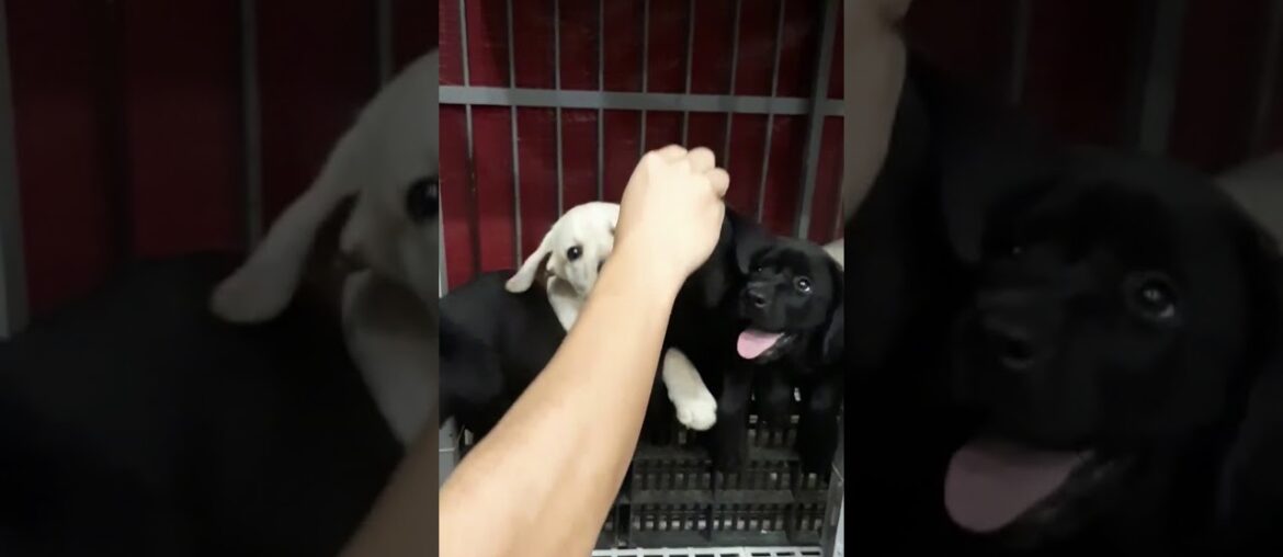 Labrador Puppies, Vitamin Time!