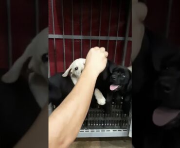 Labrador Puppies, Vitamin Time!