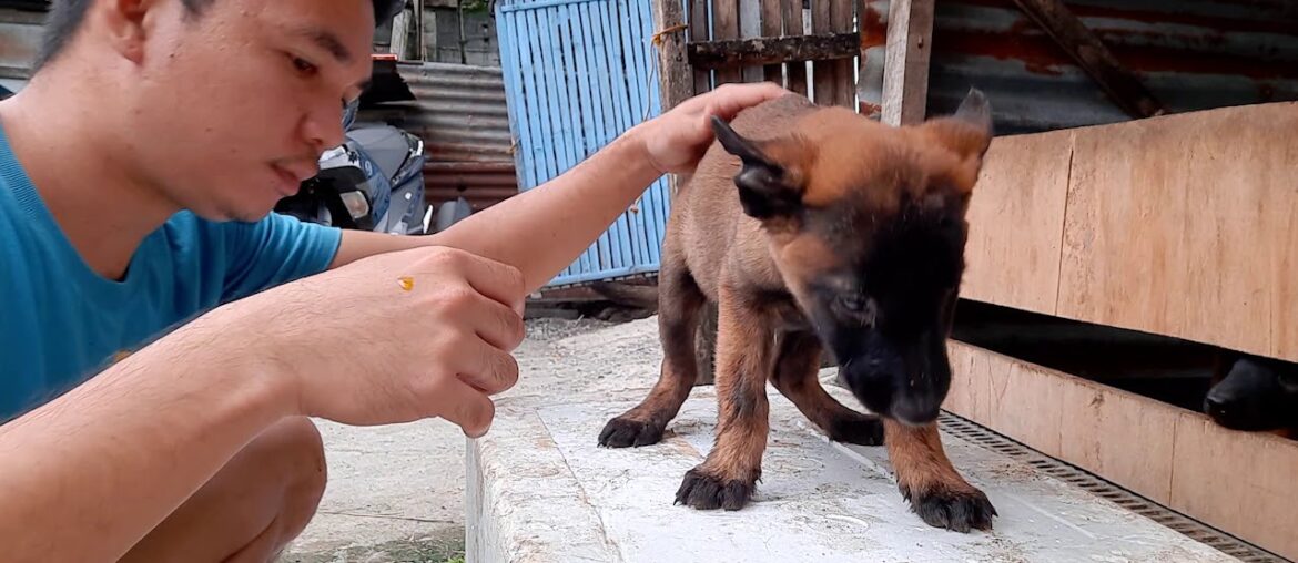 Belgian Malinois. Food and Vitamin care. Trip ni Mandyboy 003.