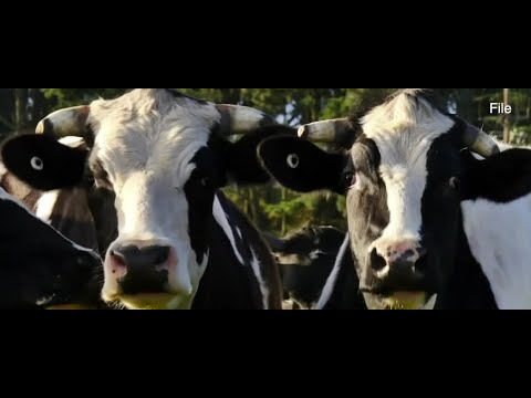 Company creates coronavirus drug from cows