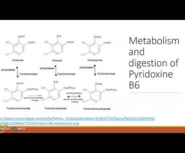 Pyridoxal B6 Vitamin Supplementation for Nausea During Pregnancy