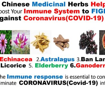 6 TCM ANTIVIRAL Herbs HELPFUL to BOOST Your IMMUNE System against CORONAVIRUS / COVID-19 PREVENTION.