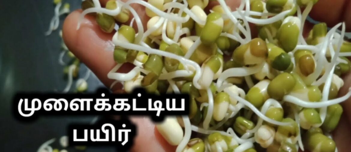 How to gain immunity || and preparation of sprouts