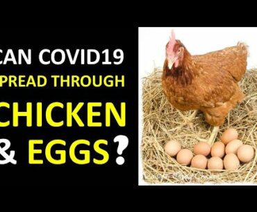 Can COVID19 be spread through  eating chicken and eggs? | Dr. P. Vinay Kumar | Zubi News