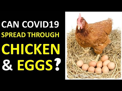 Can COVID19 be spread through  eating chicken and eggs? | Dr. P. Vinay Kumar | Zubi News