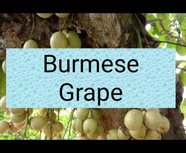 Burmese Grapes: Introduction, Nutrition Value and Health Benefits.