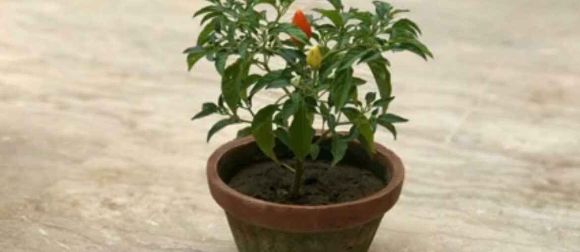 How to Plant & Grow Green Chillies Hari Mirch from Seeds at Home