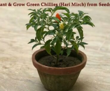 How to Plant & Grow Green Chillies Hari Mirch from Seeds at Home