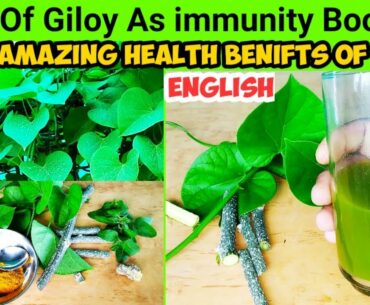 Use Of Giloy As Immunity Booster : Protection Against Corona Virus, Ayurvedic Medicinal Herb