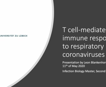 Presentation on the T Cell Immune Response to Respiratory Coronaviruses