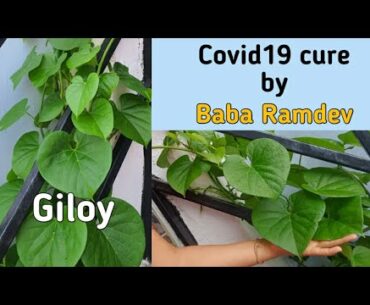 Immunity booster for covid19 - herb to beat corona virus - Giloy plant and its strength