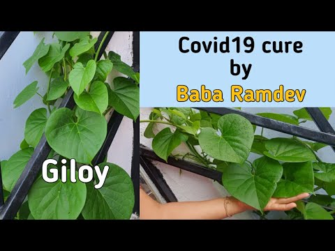 Immunity booster for covid19 - herb to beat corona virus - Giloy plant and its strength