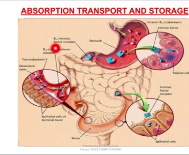 Vitamin B12 and Folate | Nutrition | Biochemistry | Agam Webinars