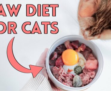 How To Raw Feed Your Cat - Nutrition Details You NEED To Know