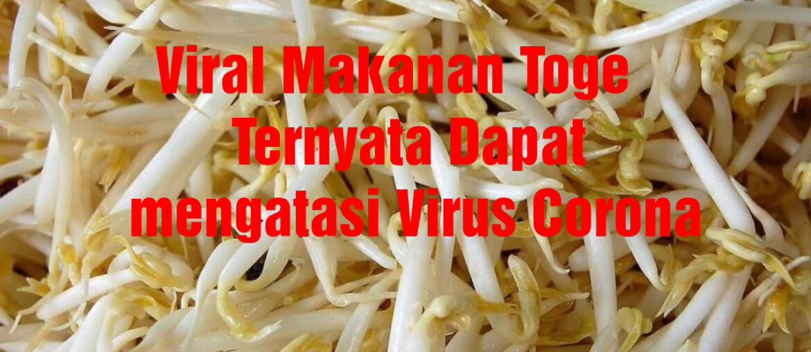 Viral Ternyata Toge Dapat Mengatasi Virus Corona (COVID19)