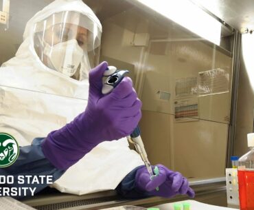 CSU Researchers Pursuing Coronavirus Vaccine That Uses An Existing Platform To Inactivate Pathogens