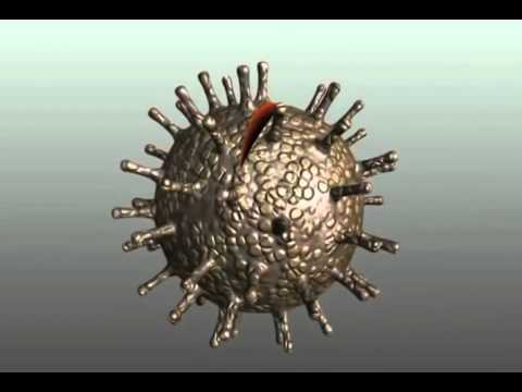 Understanding the Immune System, Including Transfer Factor