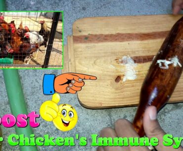 Boost Your Chicken's Immune System || Protect Chickens From Disease