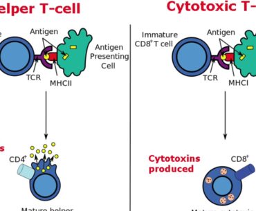 Pathological immune  response To COVID-19 virus ,